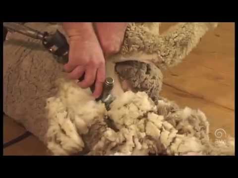 AWI Novice - Crutching