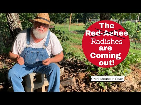 Canning GIANT Radishes Like Turnips