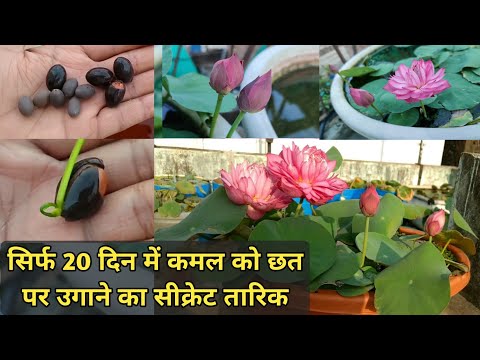 सिर्फ 20 दिन में कमल को छत पर उगाने का जबरदस्त तरीका || How to grow Lotus Plant on Terrace 