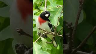 Download lagu Listen to the Rose Breasted Grosbeak's Sweetly Whistled Song mp3