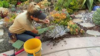 How to Weed Around Spiky Succulents