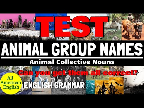 TEST of ANIMAL GROUP NAMES | Commonly Used ANIMAL COLLECTIVE NOUNS | All American English