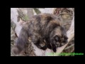 Langhaar Alemán - El Gato Alemán de pelo largo - Razas de gatos