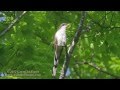 Yellow-billed Cuckoo