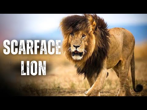 Legendary Lion Scarface & The Story of His Scar | The Rise & Fall of World Famous Lion