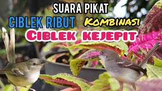 Download lagu Suara Pikat Ciblek Ribut Kombinasi Ciblek Kejepit Super Ampuh mp3