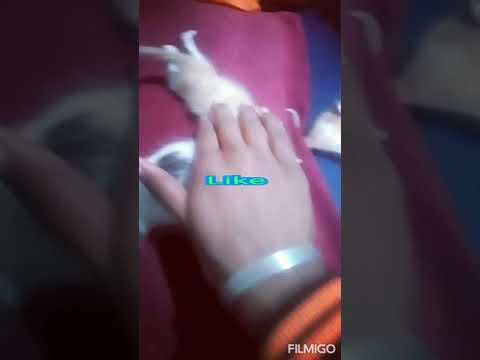 Cute cats crying for her mom💔💔💔💔💔🐈🐈🐈🐈🐈🐱