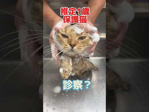 保護して初めての入浴をしに推定1歳の保護猫が動物病院にやって来た！