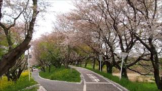 埼玉県比企郡吉見町 さくら堤公園