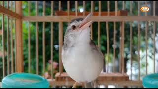 Download lagu SUARA CIBLEK SAWAH JANTAN BIRAHI GACOR MEMANGGIL PASANGAN mp3