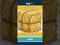 straw bale - fardo de paja video thumbnail