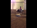 Circus Pony