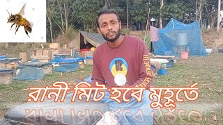 নতুন রানী কিভাবে তারাতাড়ি মিট করাবেন।How to meet the new queen in a hurry