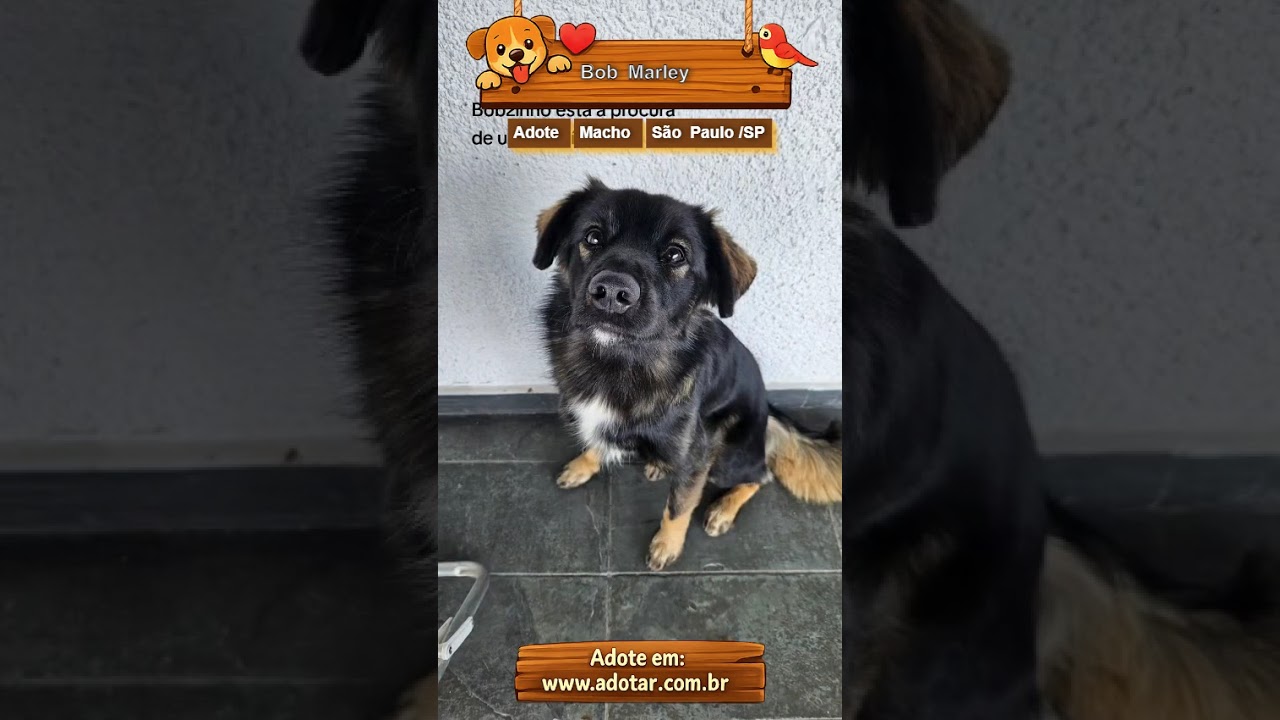 Cachorro raça SRD-ViraLata idade 2 anos nome Bob Marley