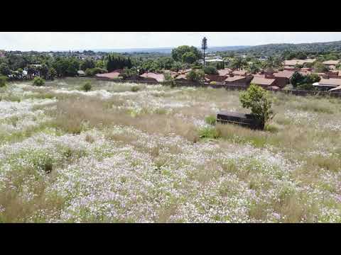 Cosmos in full bloom