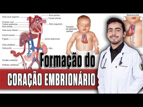 Embryonic Heart Development - Congenital Heart Diseases (PART 1) │ PORTH Pathophysiology