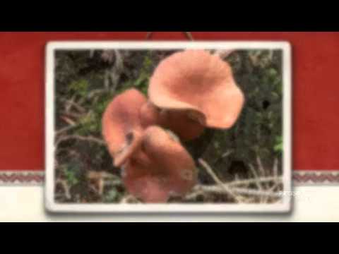 Lactarius camphoratus - fungi kingdom