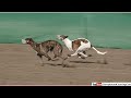 Wild Rabbit Vs Racing Greyhounds