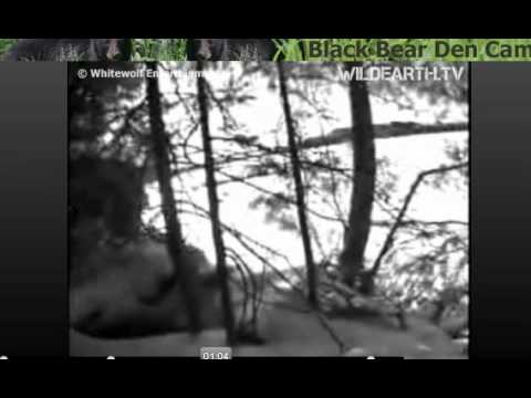 download lagu mp3 mp4 Walker Mn Webcam, download lagu Walker Mn Webcam gratis, unduh video klip Download Walker Mn Webcam Mp3 dan Mp4 Youtube Gratis
