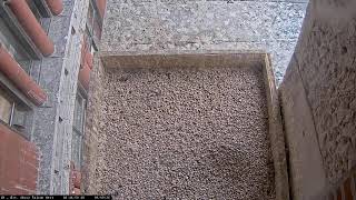 Dubuque County - Falcon Camera Top View live webcam