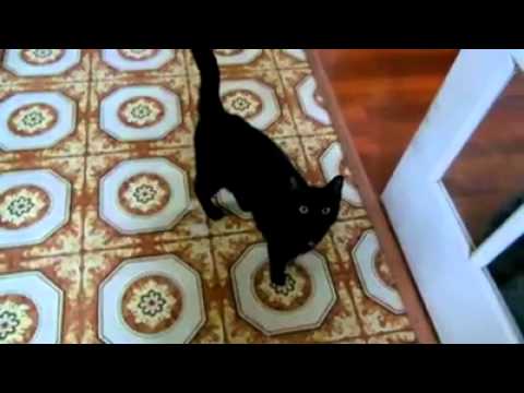 MY BEAUTIFUL CAT FIBI