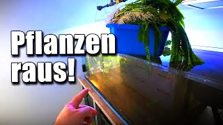 The big plant pruning! It had to happen | Aqua Update