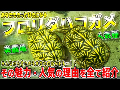 Hoplodactylus maculatusについて詳しく解説