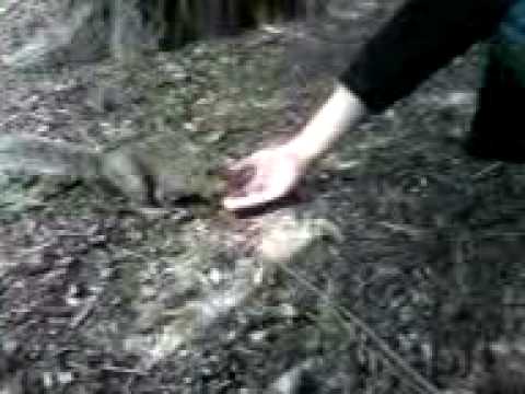 download lagu mp3 mp4 Easily Amused Meaning, download lagu Easily Amused Meaning gratis, unduh video klip Easily Amused Meaning