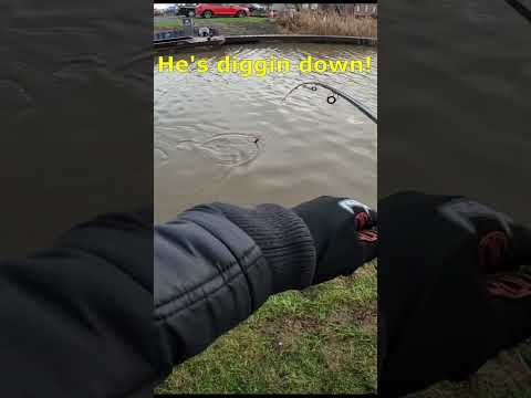 +10lb Northern Pike 🐊 #shorts #fishing #pikefishing