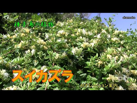 ファイアスイカズラ 植物