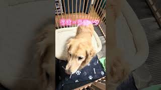 9歳になったよ♪#ゴールデンレトリバー#大型犬の日常#大型犬の居る暮らし#大型犬との暮らし