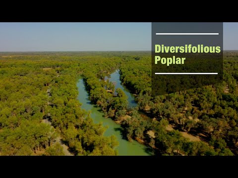 China's western wonders: Diversifolious poplar