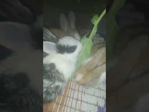 #video #youtube #yashveer #youtubeshorts