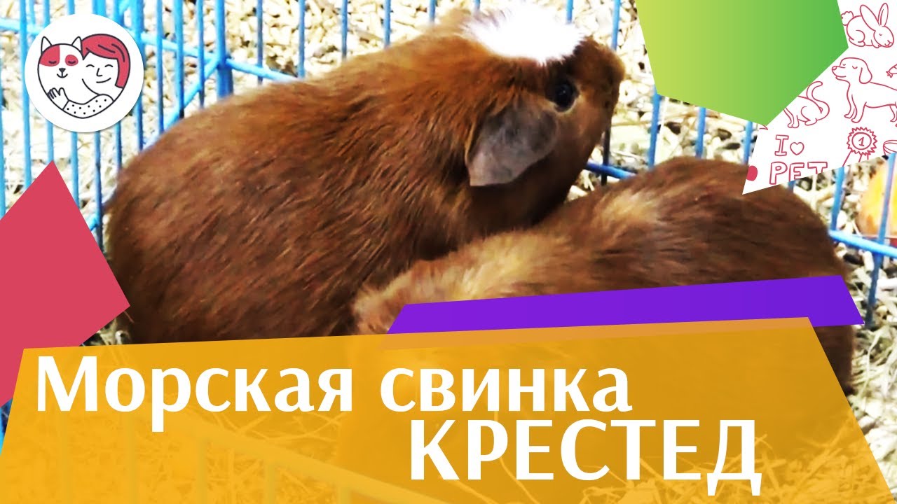 Морская свинка крестед. Особенности породы, уход на ilikepet