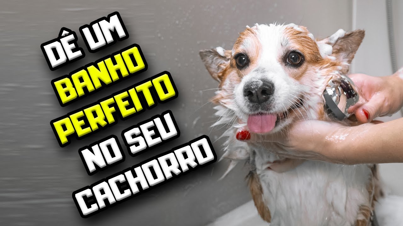 Como dar um BANHO PERFEITO no Cachorro | Dr. Edgard Gomes | Alimentação natural para Cães