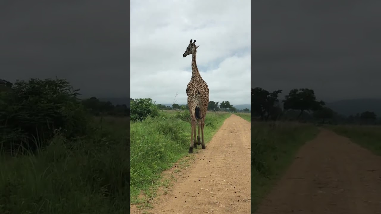 World Giraffe Day 2026