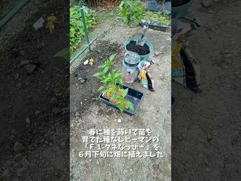 モグラコオロギを見つける方法 瞬間を見逃す ニンフを破壊する 土壌を持ち出す 石鹸液を注ぐ