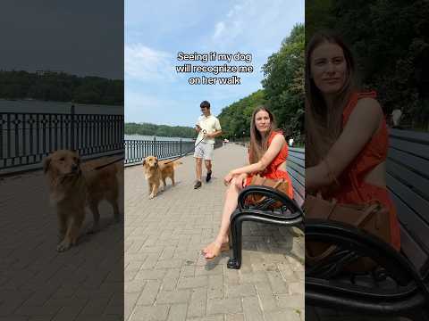 Seeing if my dog will recognize me on her walk #dogs #goldenretriever