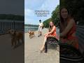 Seeing if my dog will recognize me on her walk #dogs #goldenretriever