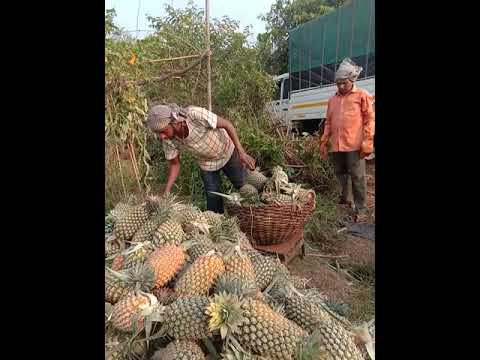 , title : 'Loading pineapple 52  ton pineapple'