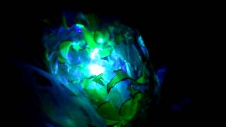 &quot;The Lion Liar&quot; Bonnie Prince William