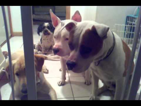 Bark Busters Home Dog Training Bucks County video.