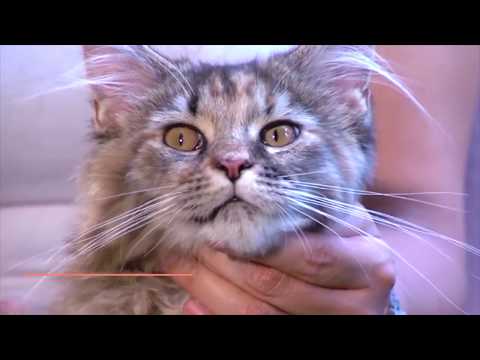Everything You Need to Know About MAINE COON – Characteristics, Character, and Care |Mykitten.in