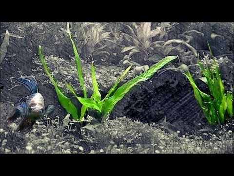 Watch Video on YouTube