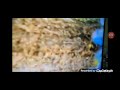 Babytv The Amazing World Birds