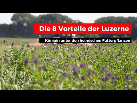 Die 8 wichtigsten Vorteile der Luzerne