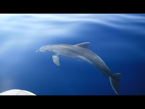 Dobri dupini kod otoka Vrgade | MORE