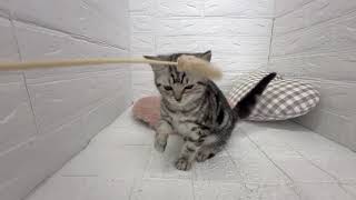 アメリカンショートヘアの動画01