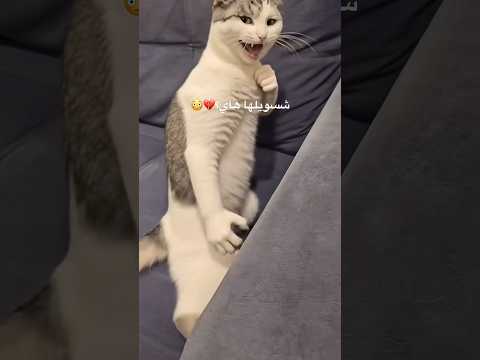 هاي شبيها؟💔😳