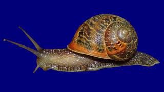 I Like... Birds? - by Eels (Lyrics)